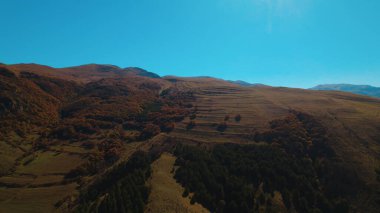 Avrupa 'da güzel renkli yoğun orman