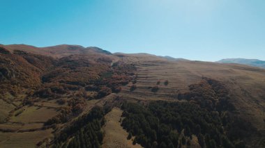 Avrupa 'da güzel renkli yoğun orman