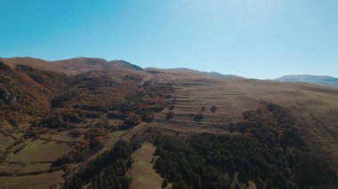 Avrupa 'da güzel renkli yoğun orman