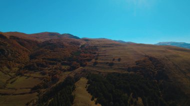 Avrupa 'da güzel renkli yoğun orman