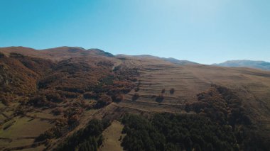 Avrupa 'da güzel renkli yoğun orman
