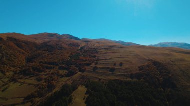 Avrupa 'da güzel renkli yoğun orman