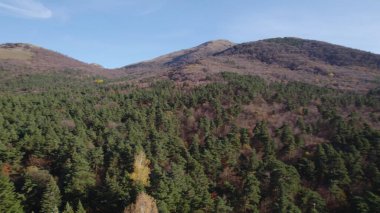 Avrupa 'da güzel renkli yoğun orman