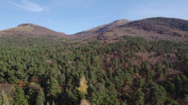 Avrupa 'da güzel renkli yoğun orman