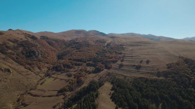 Avrupa 'da güzel renkli yoğun orman