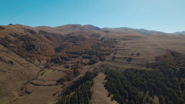 Avrupa 'da güzel renkli yoğun orman