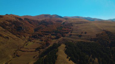 Avrupa 'da güzel renkli yoğun orman