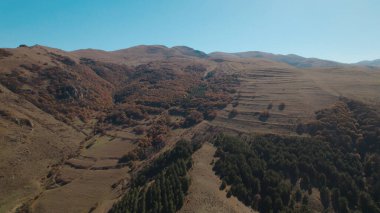 Avrupa 'da güzel renkli yoğun orman