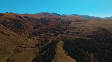Avrupa 'da güzel renkli yoğun orman