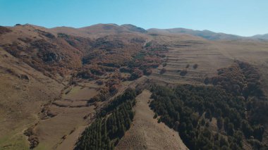 Avrupa 'da güzel renkli yoğun orman