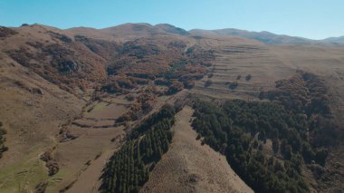 Avrupa 'da güzel renkli yoğun orman