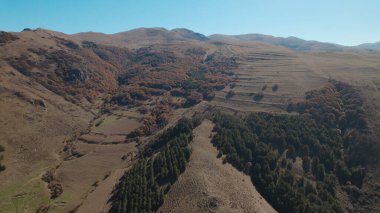 Avrupa 'da güzel renkli yoğun orman