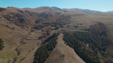 Avrupa 'da güzel renkli yoğun orman