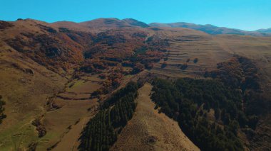 Avrupa 'da güzel renkli yoğun orman