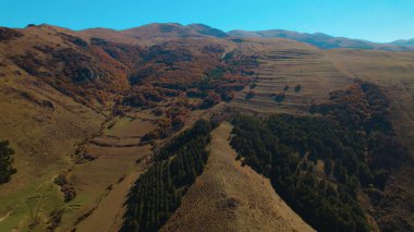 Avrupa 'da güzel renkli yoğun orman
