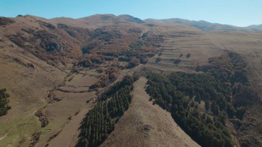 Avrupa 'da güzel renkli yoğun orman