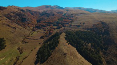 Avrupa 'da güzel renkli yoğun orman