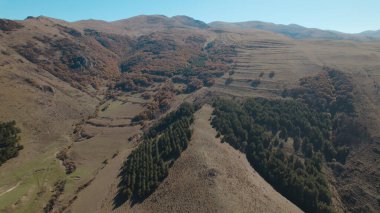 Avrupa 'da güzel renkli yoğun orman