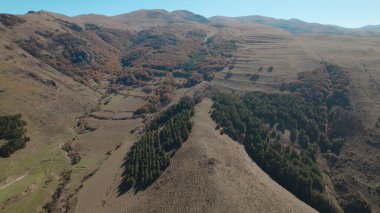 Avrupa 'da güzel renkli yoğun orman