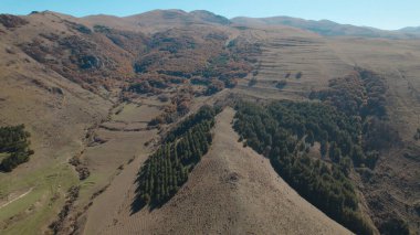 Avrupa 'da güzel renkli yoğun orman
