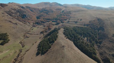 Avrupa 'da güzel renkli yoğun orman
