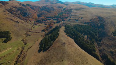 Avrupa 'da güzel renkli yoğun orman