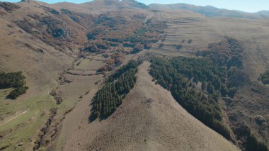 Avrupa 'da güzel renkli yoğun orman