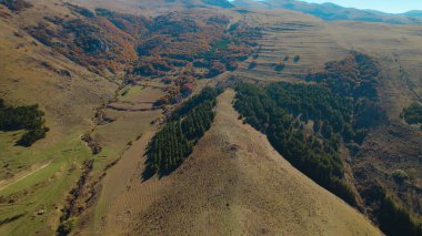 Avrupa 'da güzel renkli yoğun orman