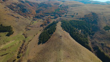 Avrupa 'da güzel renkli yoğun orman