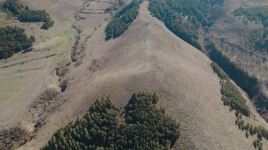 Avrupa 'da güzel renkli yoğun orman