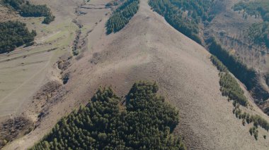 Avrupa 'da güzel renkli yoğun orman