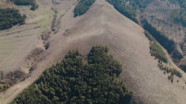 Avrupa 'da güzel renkli yoğun orman