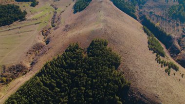 Avrupa 'da güzel renkli yoğun orman