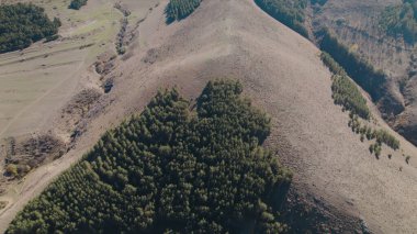 Avrupa 'da güzel renkli yoğun orman