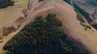Avrupa 'da güzel renkli yoğun orman
