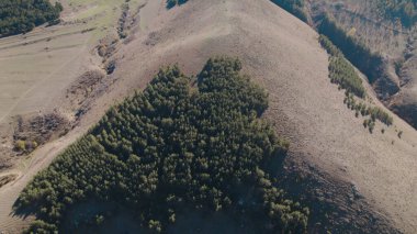 Avrupa 'da güzel renkli yoğun orman