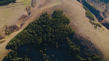 Avrupa 'da güzel renkli yoğun orman