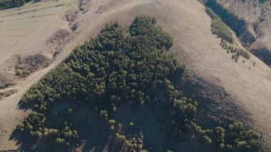 Avrupa 'da güzel renkli yoğun orman