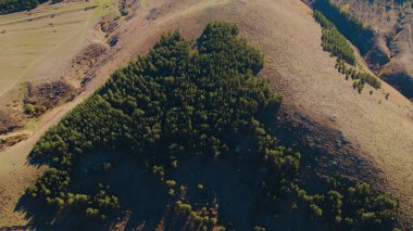 Avrupa 'da güzel renkli yoğun orman