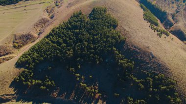 Avrupa 'da güzel renkli yoğun orman