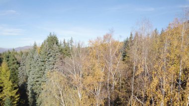 Avrupa 'da güzel renkli yoğun orman