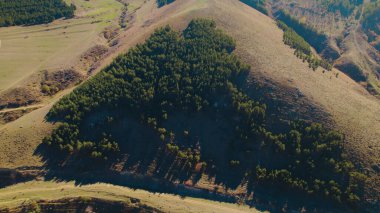 Avrupa 'da güzel renkli yoğun orman