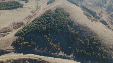 Avrupa 'da güzel renkli yoğun orman