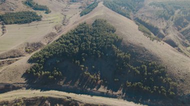 Avrupa 'da güzel renkli yoğun orman