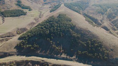 Avrupa 'da güzel renkli yoğun orman