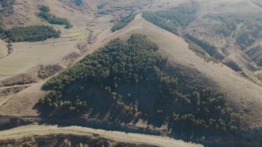 Avrupa 'da güzel renkli yoğun orman