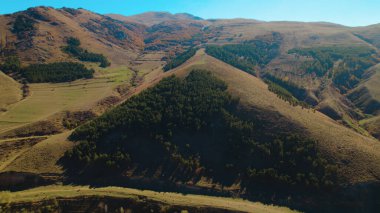 Avrupa 'da güzel renkli yoğun orman