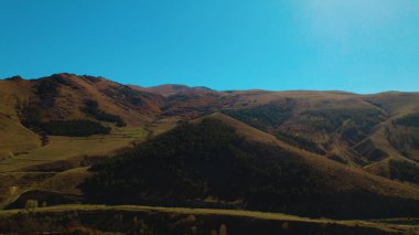Avrupa 'da güzel renkli yoğun orman
