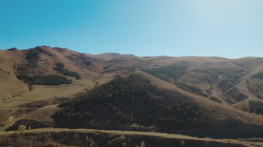 Avrupa 'da güzel renkli yoğun orman
