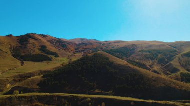 Avrupa 'da güzel renkli yoğun orman